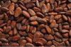 Cocoa beans