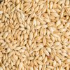 Low Price Best Quality Barley For Animal and Human Feed