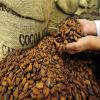 Cocoa Beans