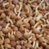 Frozen Nameko mushroom for sale