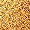 High Grain sorghum at wholesale