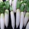 Fresh white Radish from owned farm