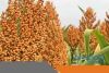 Sorghum