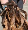 Live Coconut crab, Live Coconut crab for sale