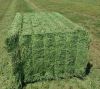 Round bale alfalfa hay