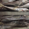 horse mackerel frozen fish