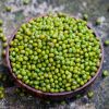 Agricultural crop green mung bean buyers with lower price