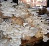 DRY AND FRESH OYSTER MUSHROOMS FOR SALE