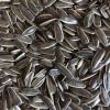 Wholesale Black Sunflower Kernels, Sunflower Seeds