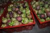 Fresh Mangosteen for sale