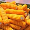 Buy Bulk Non GMO Yellow Maize