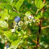 supply plastic bird netting