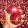Onion