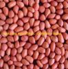 Groundnut