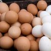 Fresh Brown Table Eggs Chicken Eggs