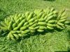Banana Fresh Quality