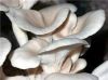 Oyster Mushrooms