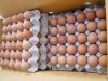 Sell Offer Chicken Eggs