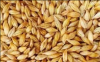 Feed barley