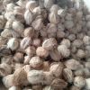 Coconut Seed