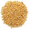 Organic Wheat Grain