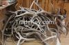 Red Deer Antlers For Sale