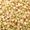 Buckwheat for sale at moderate prices
