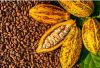 fermented cocoa beans for sell