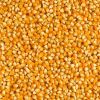 Yellow maize animal feeds