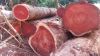 Quality Timber and logs