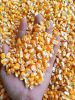 Quality Yellow and White Maize