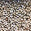 High Quality Pigeon Peas For Sale