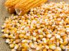 YELLOW MAIZE / YELLOW CORN FOR ANIMAL FEED