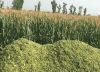 Premium Corn Silage High-Quality Feed for Maximum Nutrition