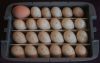 Fertile eggs for sale
