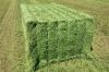 Alfalfa Hay Bale Premium Standard For Sale