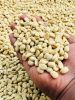 Kopi Luwak Arabica Coffee (Green Bean Coffee)