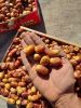 DATES