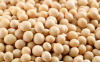 Soybean