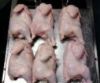 HALAL GRADE AAA FROZEN WHOLE CHICKEN / FROZEN CHICKEN FEET / FROZEN CHICKEN PAWS FOR SALE