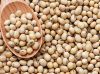 Soybean available