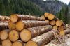 Raw logs, Air or Kiln Dried Lumber
