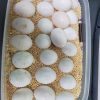 Buy Fertile Parrot Eggs