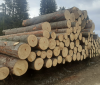 SPRUCE LOGS ABC GRADE
