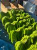Fresh Banana - G9 variety from India