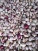 Hight Quality Light Speckled Kidney Beans Sugar Beans for Sale