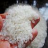 Japonica Round Rice
