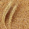 Wheat Grain / Wheat Flour