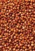 Sorghum