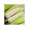 Bulk White Maize for Sale Ideal for Wholesalers and Distributors